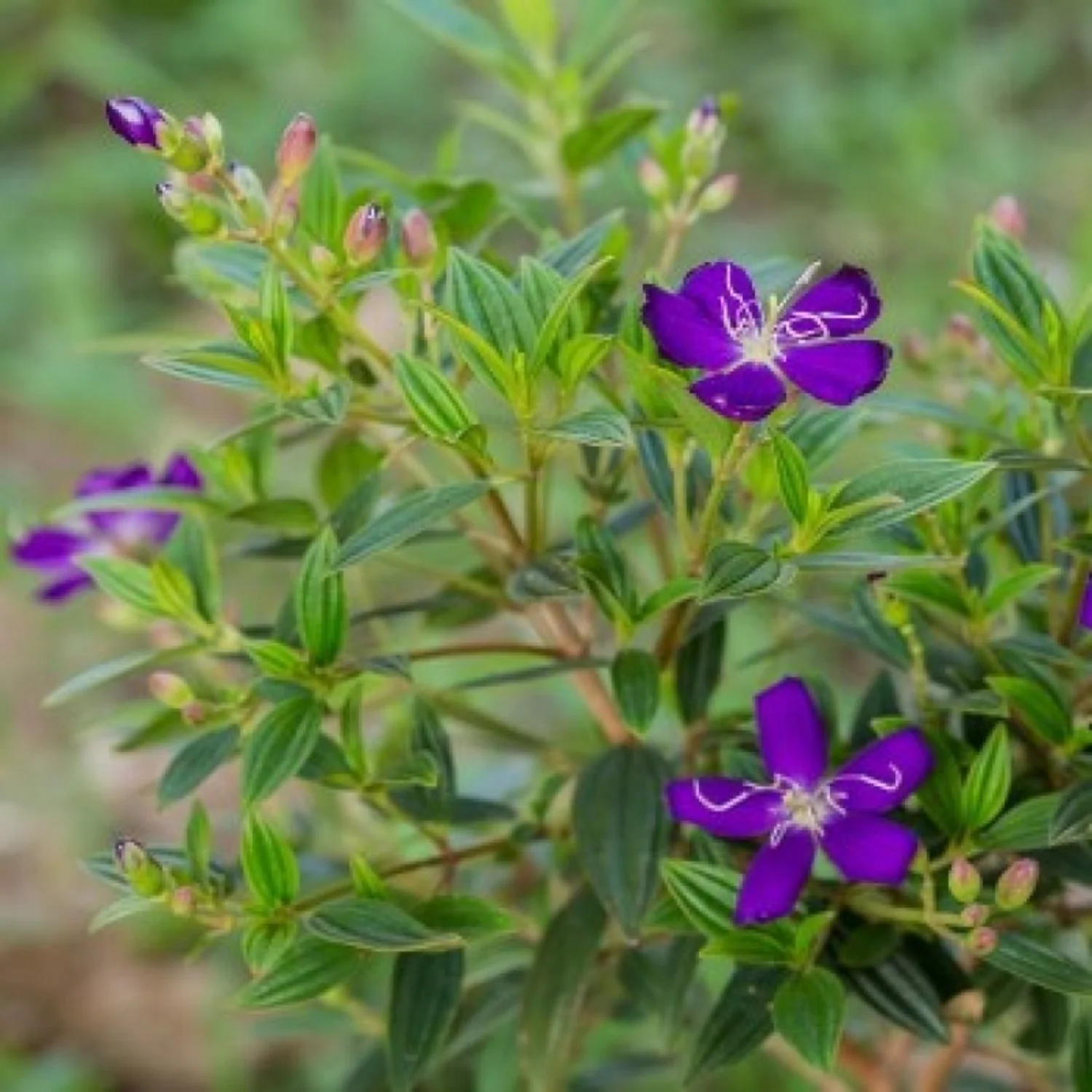 Melastoma Bloom