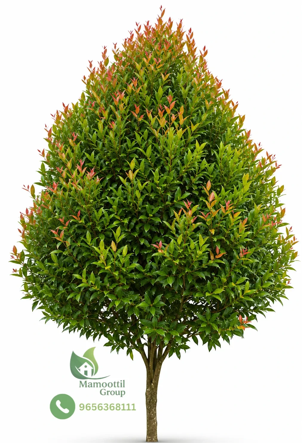 Eugenia Profile