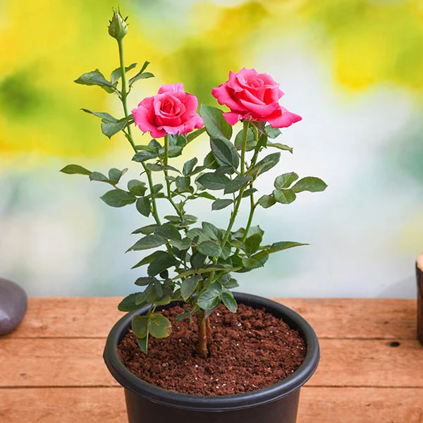 Garden Rose